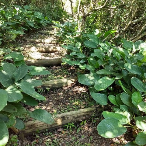 Trilhas-modelo, esta em em propriedade particular facilitando a percepção e deslocamento na mata, seriam melhoria obrigatória nas tantas que cruzam nossa paisagem. Jóias abandonadas... Área de anexos