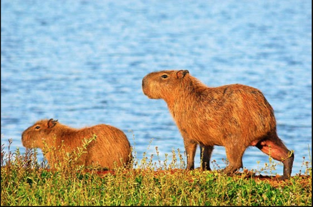 Na Garopaba - Notícias - Mundo Eco SC - LAGOA DAS CAPIVARAS, RATÕES E ANTAS
