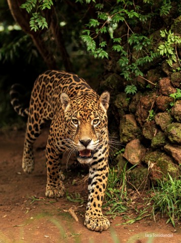 Jaguar - Brasil 