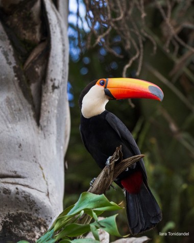 Tucano - Brasil