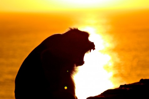 Monkeys Uluwatu Temple - IDN 60x40 CM